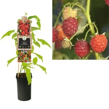 Framboos (Rubus idaeus 'Autumn Bliss') H 75
