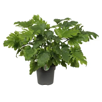 Philodendron Little Hope H 60 ø 21 cm