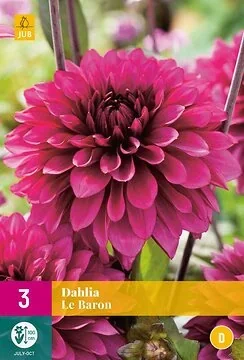 Dahlia Le Baron