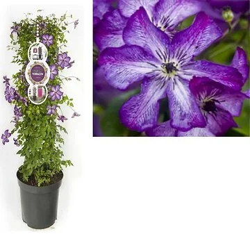 Bosrank (Clematis vit. Super Nova PBR) H 110