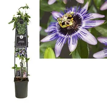 Passiebloem (Passiflora 'Damsel's Delight') H 120