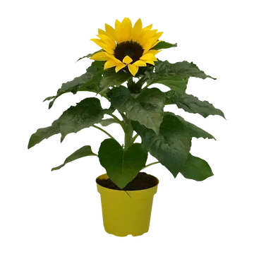 Zonnebloemen (Helianthus) H 30 ⌀ 12 cm