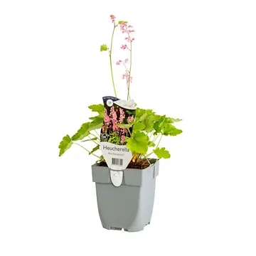 Purperklokje (Heucherella 'Pink Revolution') ø 11 cm