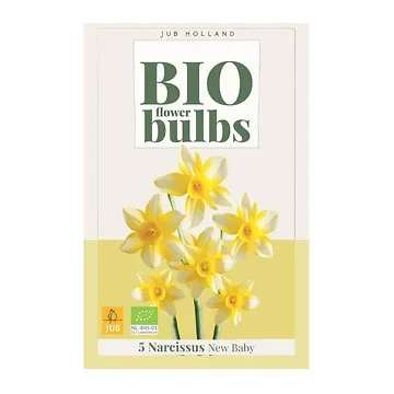 JUB Holland Narcissus New Baby 5 bollen