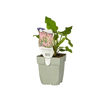 Duizendknoop (Persicaria ampl. 'Pink Elephant') ø 11 cm