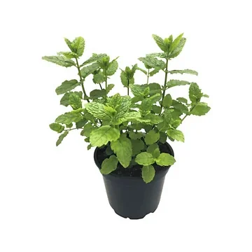 Pepermunt (Mentha pip. 'Black Mitcham') ø 11 cm