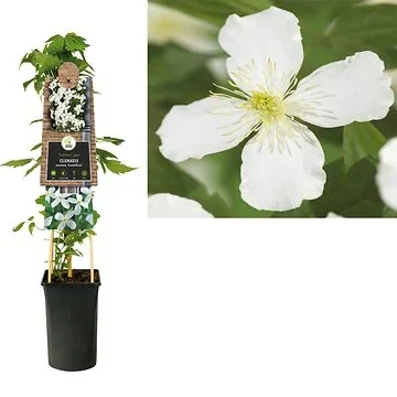 Bosrank (Clematis montana 'Grandiflora') H 75