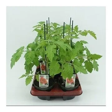 Cherrytomaat Geënt (Lycopersicon esculentum) BIO