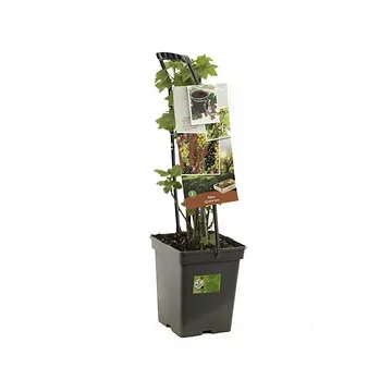 4 soorten in 1 pot (Ribes Quatro-bes - draagbeugel) H 65 ø 18 cm