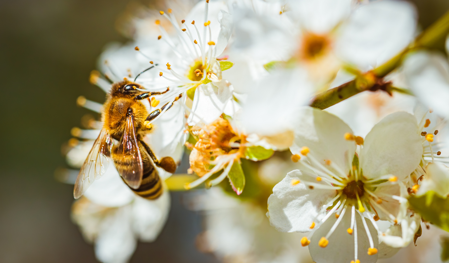 3 tips voor meer dieren in je tuin