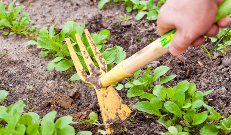 Hoe kom je van onkruid in de moestuin af?