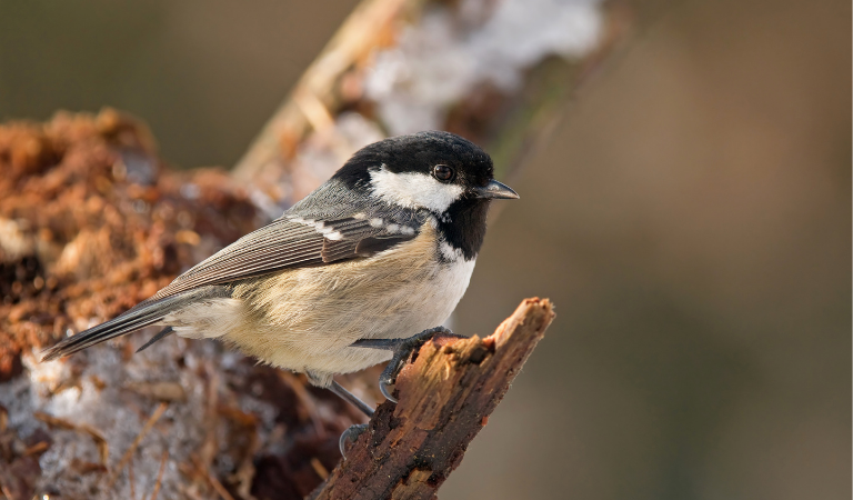 Vogels spotten in je achtertuin