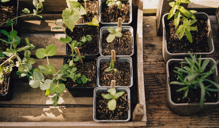 Start je eigen moestuin