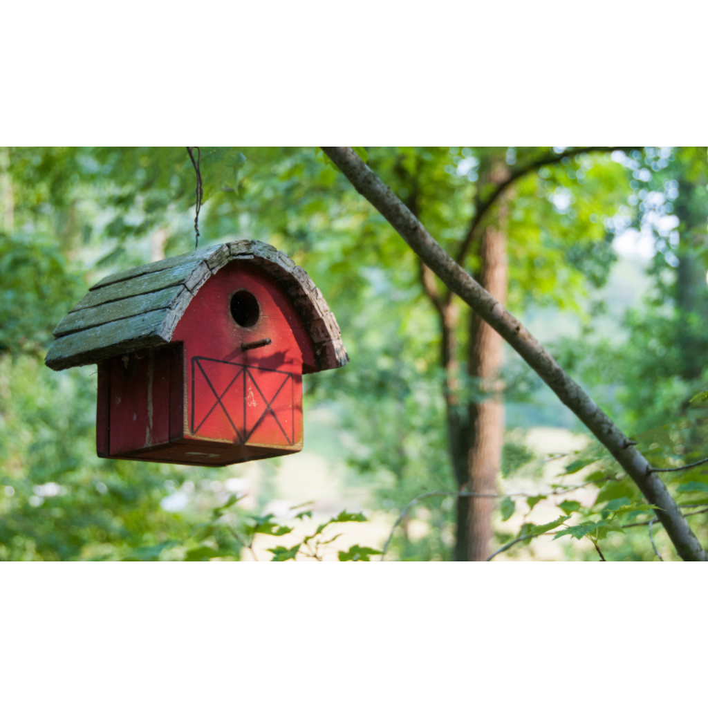 Het creëren van een vogelvriendelijke tuin