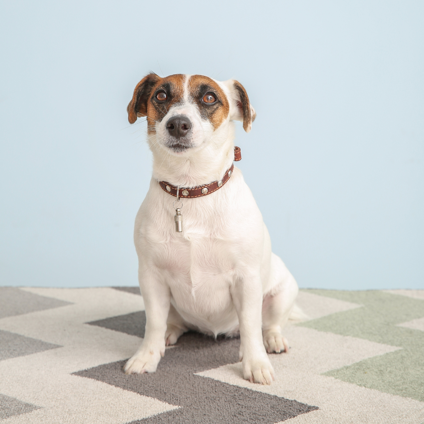 dierenfotograaf