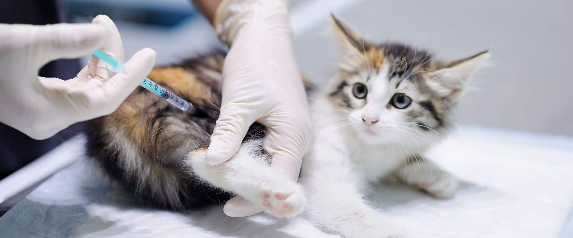 Dierenarts Hero Bosrand Alphen