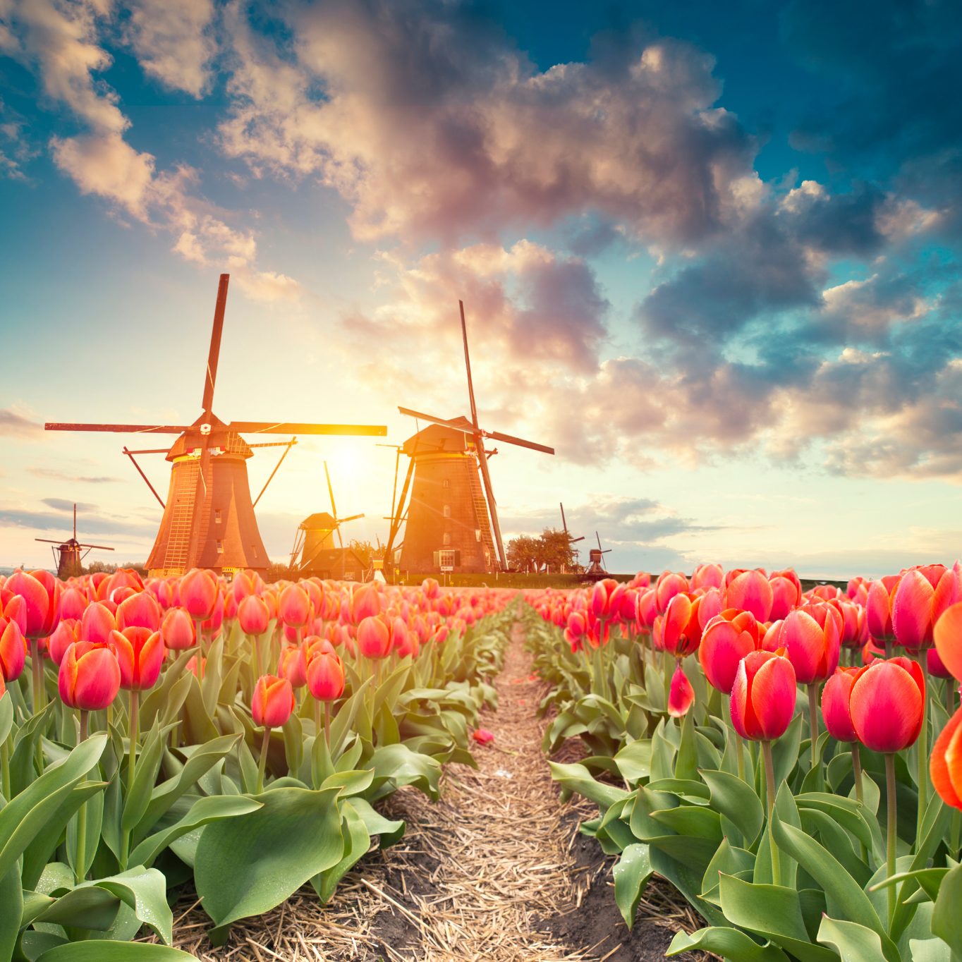 Nationale Tulpendag