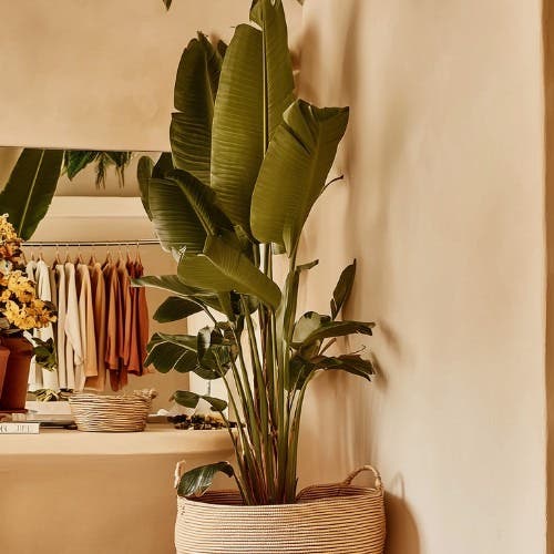 kamerplanten_1