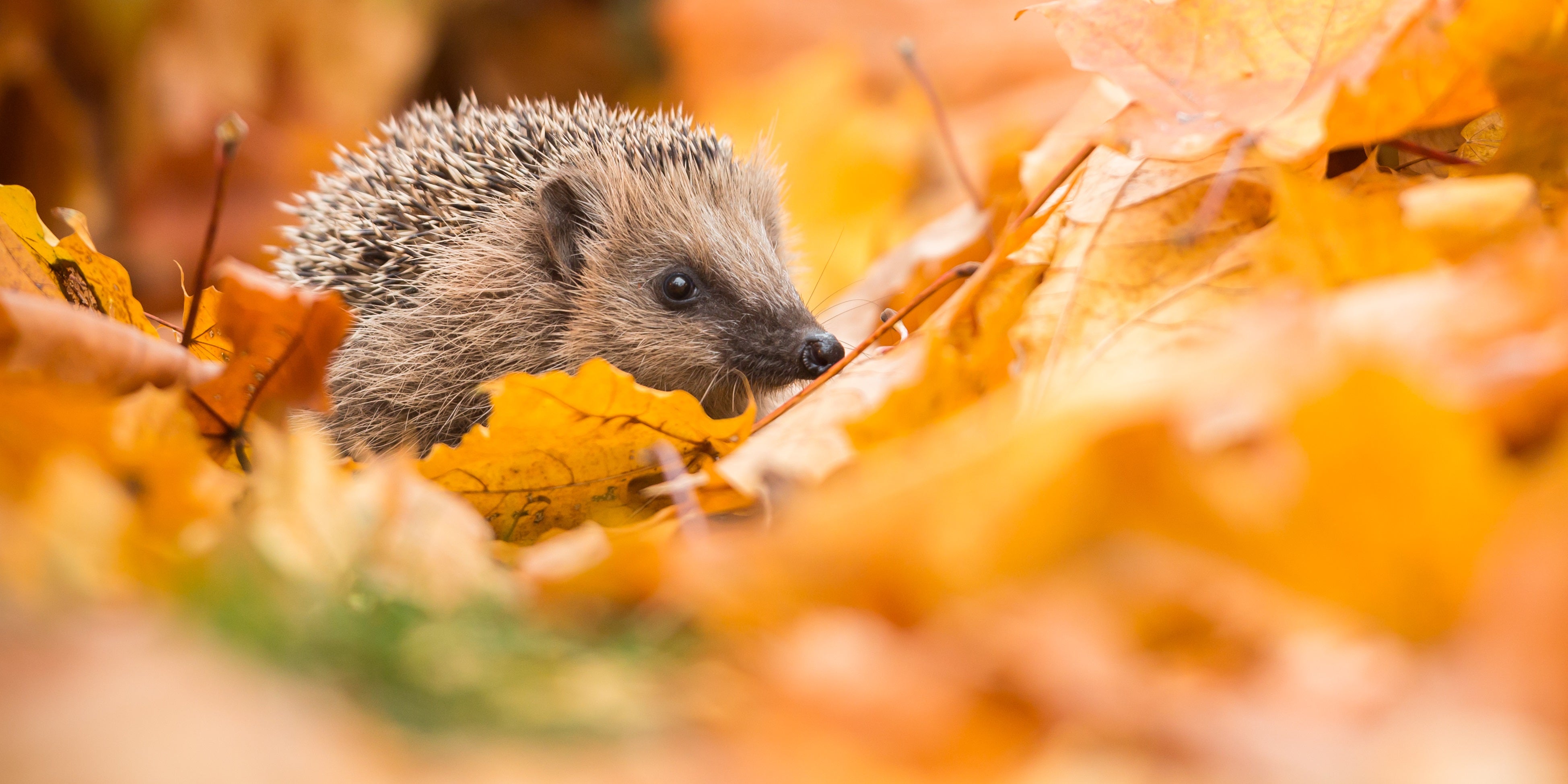  Een egeltje verstopt zich tussen felgekleurde, oranje en gele herfstbladeren. De egel kijkt naar de zijkant, met alleen zijn snuit en een deel van zijn stekelige rug zichtbaar. De bladeren op de voorgrond zijn onscherp.