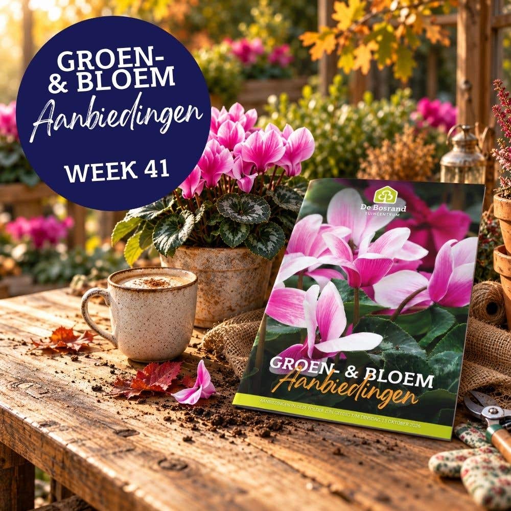 Week 41 - 1