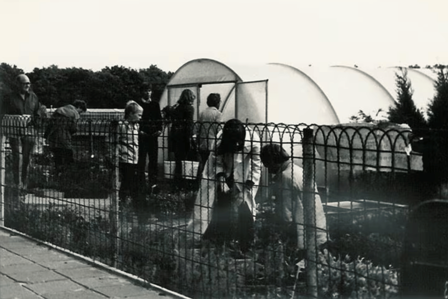 Zo begon tuincentrum De Bosrand: met een plastic tunnelkas op een veld in Wassenaar.