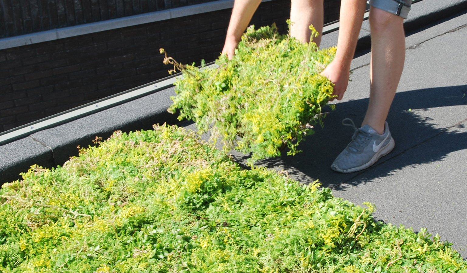Webshop - Uitgelichte afbeelding - Blogs - Sempergreen Place ’n go