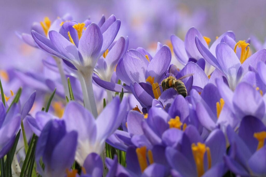 Een bij verzamelt stuifmeel uit een paarse krokus. Op de achtergrond is een veld met onscherpe paarse krokussen te zien. De zon verlicht de scène en benadrukt de levendige kleuren.