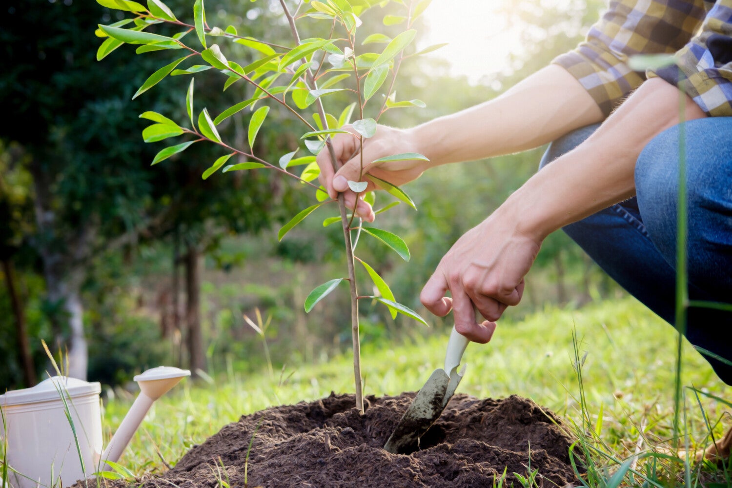 maak er nu 1 hiervan   Een man in een geruit hemd en jeans plant een jonge boom in de grond. Hij knielt naast het boompje en gebruikt een klein schepje om de aarde aan te drukken. Op de achtergrond is een zonnig, groen bos te zien, en links liggen een witte gieter en een klein schepje.
