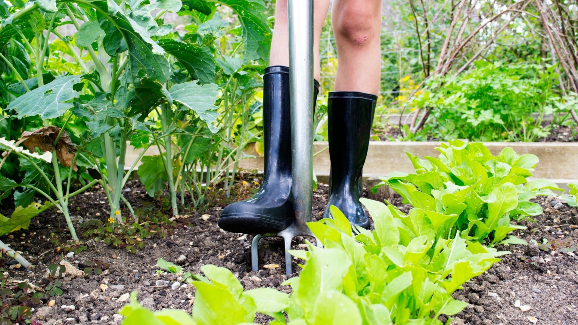  Een close-up van de benen van een persoon in zwarte regenlaarzen, die een spitvork in de grond duwt in een moestuin. Er zijn verschillende soorten planten zichtbaar, waaronder groene bladgroenten.